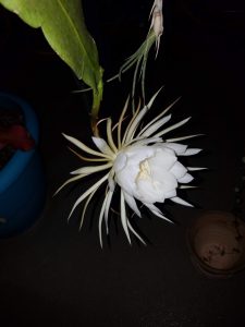 Happening tonight: Queen of the Night mass cactus bloom