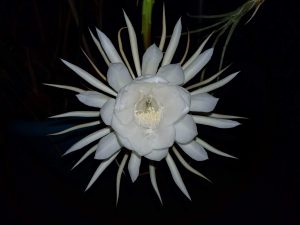 Queen of the Night in Bloom