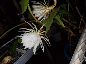 Happening tonight: Queen of the Night mass cactus bloom