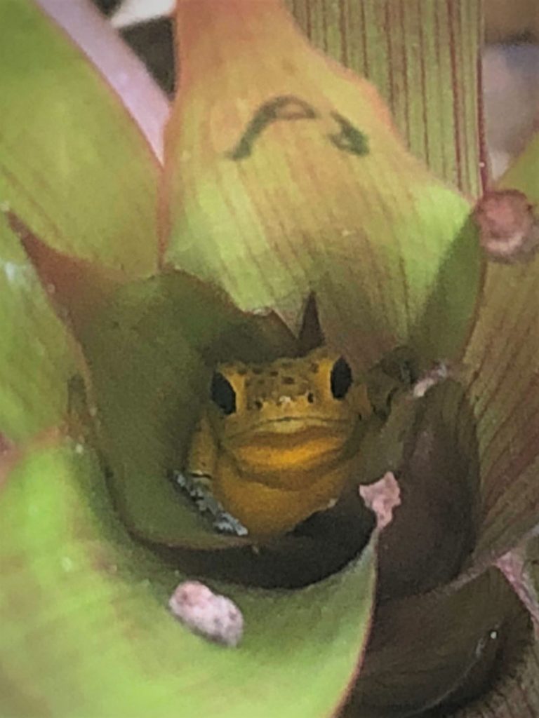 Tree Frogs And Plants Commensalism 